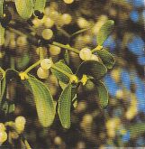 JT Kräuter Mistel.jpg